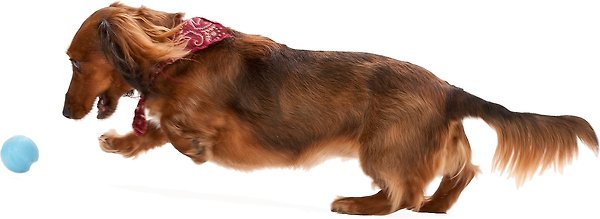 Show full view: West Paw Zogoflex Jive Tough Ball Dog Toy, Aqua Blue, Mini slide 4 of 5