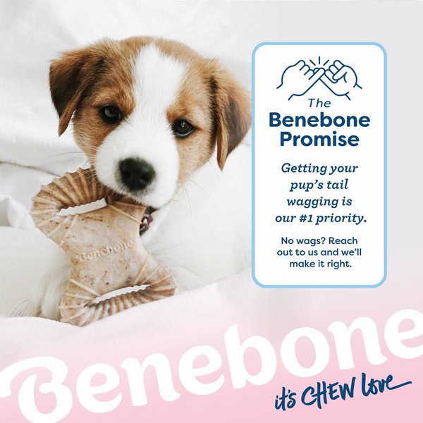 Show full view: Benebone Bacon Flavor Dental Chew & Wishbone Tough Puppy Pack Chew Toy, 2 count slide 8 of 9