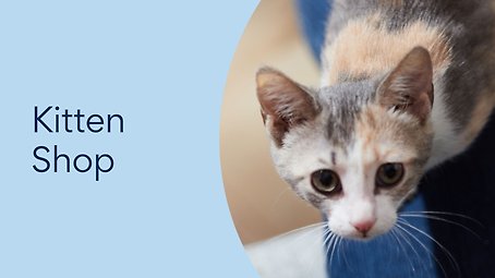 Kitten shop