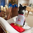 Show in main carousel: Frisco 'Tis the Season to Sparkle Dog & Cat Dress, X-Large slide 5 of 7