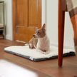 Show in main carousel: Frisco Self-Warming Reversible Cat & Dog Mat, Gray, 24" slide 1 of 10