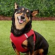 Show in main carousel: Frisco Small Breed Soft Vest Step In Back Clip Dog Harness, Red, 21 to 23-in chest slide 2 of 8