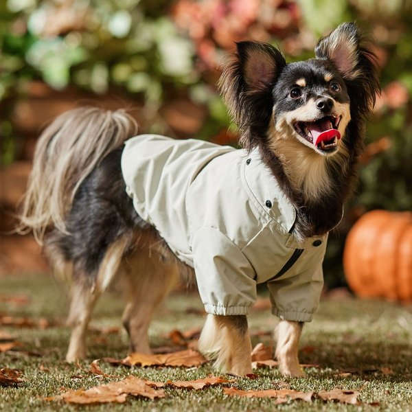 Show full view: Frisco Ultra Lightweight Dog & Cat Windbreaker with Removable Hood, Gray, Small slide 8 of 10