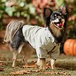 Show in main carousel: Frisco Ultra Lightweight Dog & Cat Windbreaker with Removable Hood, Gray, Small slide 8 of 10