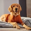 Show in main carousel: Frisco Ribbed Henley Dog & Cat T-Shirt, Brown, X-Large slide 7 of 8