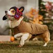 Show in main carousel: Frisco Mediumweight Waxed Canvas Dog & Cat Flannel Lined Coat, Tan, Large slide 7 of 9