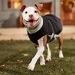 Show in main carousel: Frisco Mediumweight Reversible Two-Tone Fleece and Sherpa Dog & Cat Vest, Black, Large slide 7 of 9