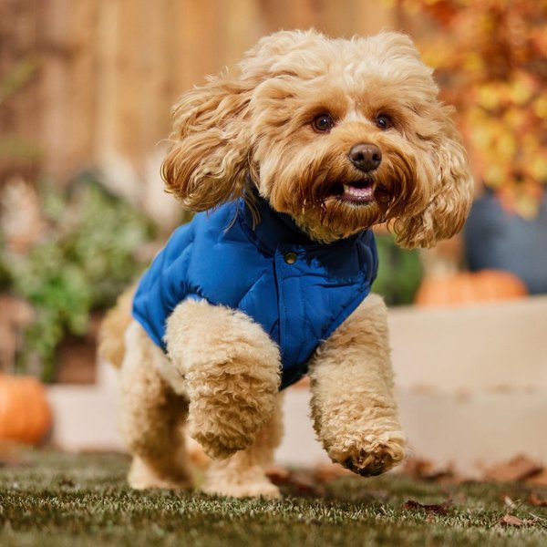 Show full view: Frisco Mediumweight Quilted Dog & Cat Puffer with Removable Hood, Blue, Medium slide 8 of 10