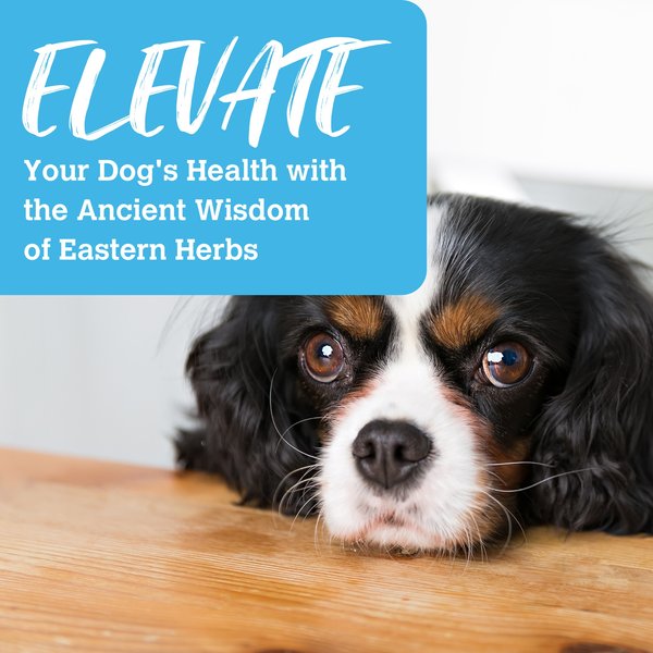 Show full view: Charmy Salmon & Duck Boost with Ginseng Dog Food & Topper, 383-g bag slide 5 of 5