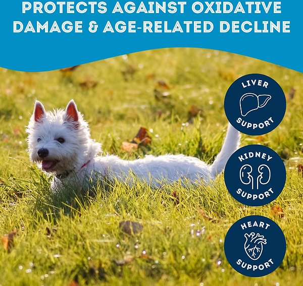 Show full view: The Granville Island Pet Treatery Love Me Longer (Boost My Immunity) Nutra Supplement Treat Bites, 240-g bag slide 4 of 6