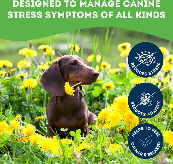 Show full view: The Granville Island Pet Treatery Stress! Whaddya Mean I’m Stressed! Nutra Supplement Treat Bites, 240-g bag slide 3 of 6