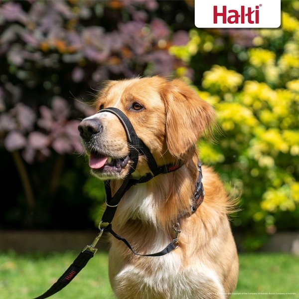 Show full view: Halti Nylon Padded No Pull Dog Headcollar, Black, Size 1 slide 5 of 10