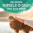 Show in main carousel: Natural Balance Platefulls Chicken & Pumpkin Formula in Gravy Grain-Free Cat Food Pouches, 85-g pouch, case of 24 slide 8 of 10