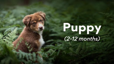 Puppy