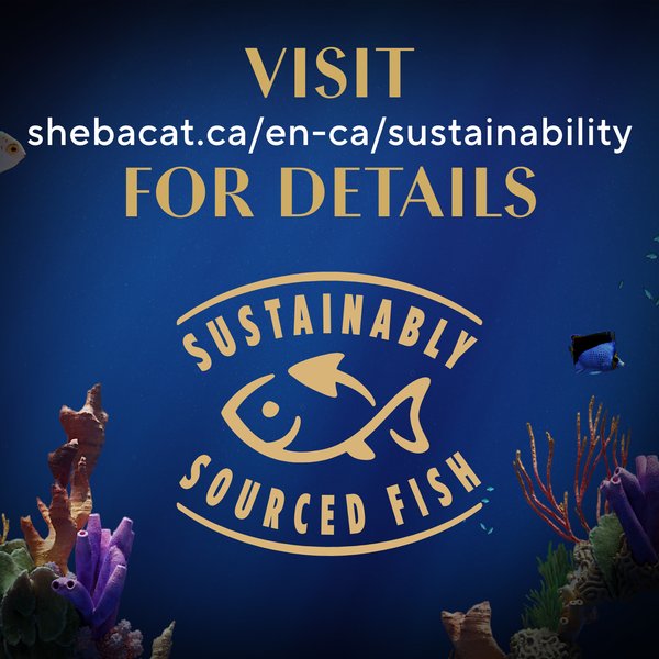 Show full view: Sheba Perfect Portions Kitten Soft Pate Tender Turkey & Delicate Salmon Entree Wet Cat Food, 75-g tray, case of 12 slide 6 of 9