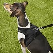 Show in main carousel: Best Pet Supplies Voyager Padded Fleece Dog Harness, Black, Small slide 6 of 10