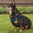 Show in main carousel: Best Pet Supplies Voyager Black Trim Mesh Dog Harness, Blue, X-Large slide 7 of 10