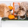Show in main carousel: Dexypaws Pumpkin & Cranberries Crunchy Dog Treats, 12-oz bag slide 3 of 6