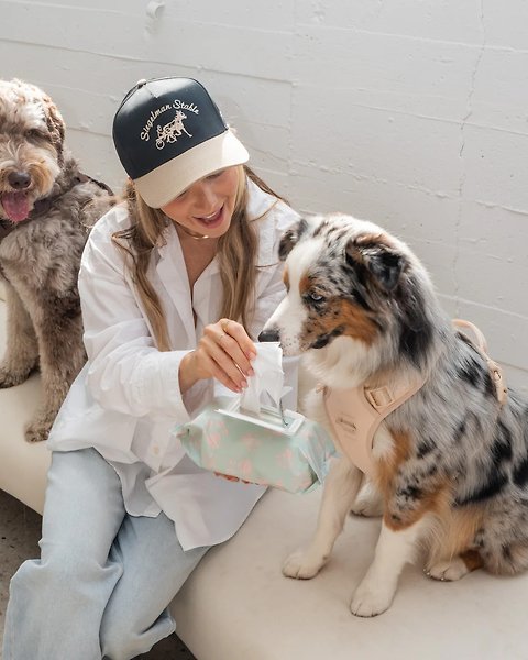 Show full view: Dexypaws Aloe & Vitamin E Dog Cleansing Dog & Cat Wipes, 120 count slide 3 of 4