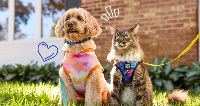 The ultimate pet bash