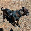 Show in main carousel: The Good Dog Tactical Dog Harness, Black, Medium slide 4 of 4