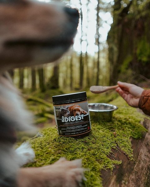 Show full view: Biologic Vet BIOVET BioDIGEST Plant Probiotic & Prebiotic Dog & Cat Supplement, 380-g jar slide 5 of 8