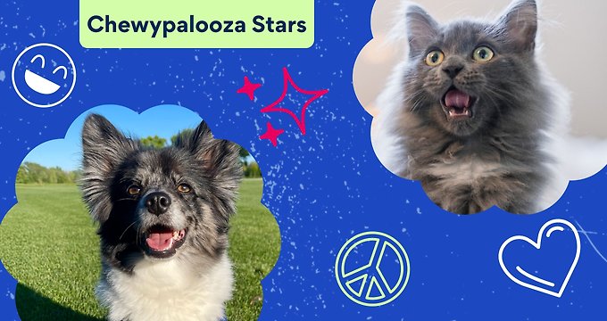Chewypalooza Stars
