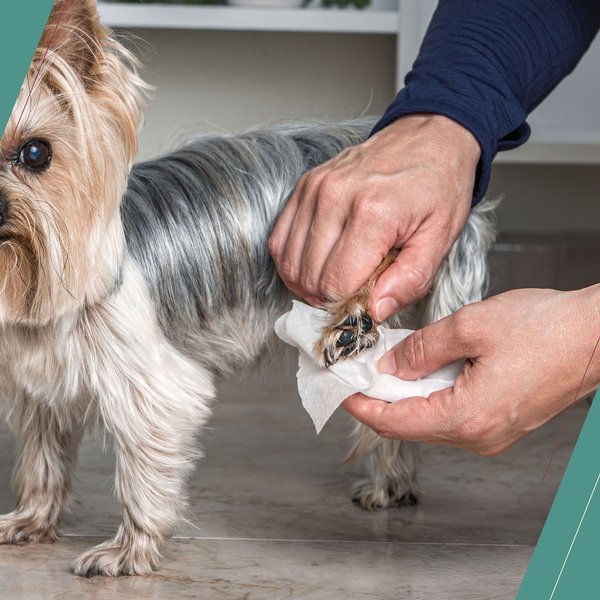 Show full view: Wahl Oatmeal Massive Dog Grooming Wipes, 36 count slide 8 of 9