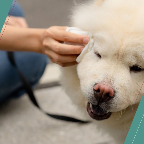 Show full view: Wahl Oatmeal Massive Dog Grooming Wipes, 36 count slide 7 of 9