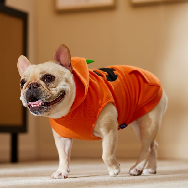 Show full view: Frisco Jack O' Lantern Pumpkin Dog & Cat Hoodie, Medium slide 6 of 8
