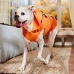 Show in main carousel: Frisco Jack O' Lantern Pumpkin Dog & Cat Hoodie, XX-Large slide 6 of 8