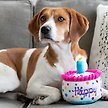 Show in main carousel: Huxley & Kent Dog Power Plush Happy Barkday Cake Dog Toy, Multicolor, Small slide 6 of 9