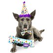 Show in main carousel: Huxley & Kent Celebration Box Happy Barkday Dog Plush Toy, Large slide 4 of 7