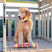 Show in main carousel: Huxley & Kent Dog Power Plush Farties Dog Toy, Multicolor, Large slide 7 of 8