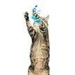 Show in main carousel: Huxley & Kent Cat Wand Wire Dragonfly & Mouse Cat Toy, Blue/Gray/Yellow slide 9 of 9