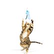 Show in main carousel: Huxley & Kent Cat Wand Teaser Kitty Loco Cat Toy, Blue slide 9 of 9