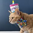 Show in main carousel: Huxley & Kent Cat Mewow Cake Cat Toy, Multicolor slide 8 of 8
