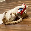 Show in main carousel: Huxley & Kent Cat Kicker Cats Belly Rubbin Cat Toy, Red/White/Blue slide 8 of 9