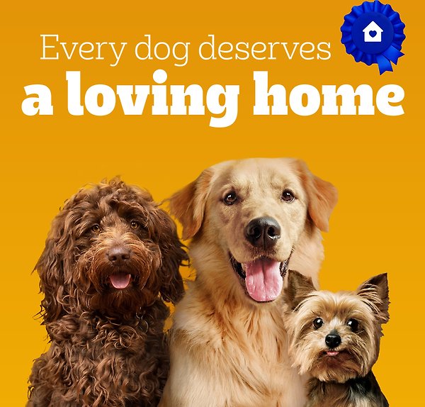 Show full view: Pedigree Breathbuster Medium & Large Crunchy Dog Treats, 500-g pouch  slide 6 of 6