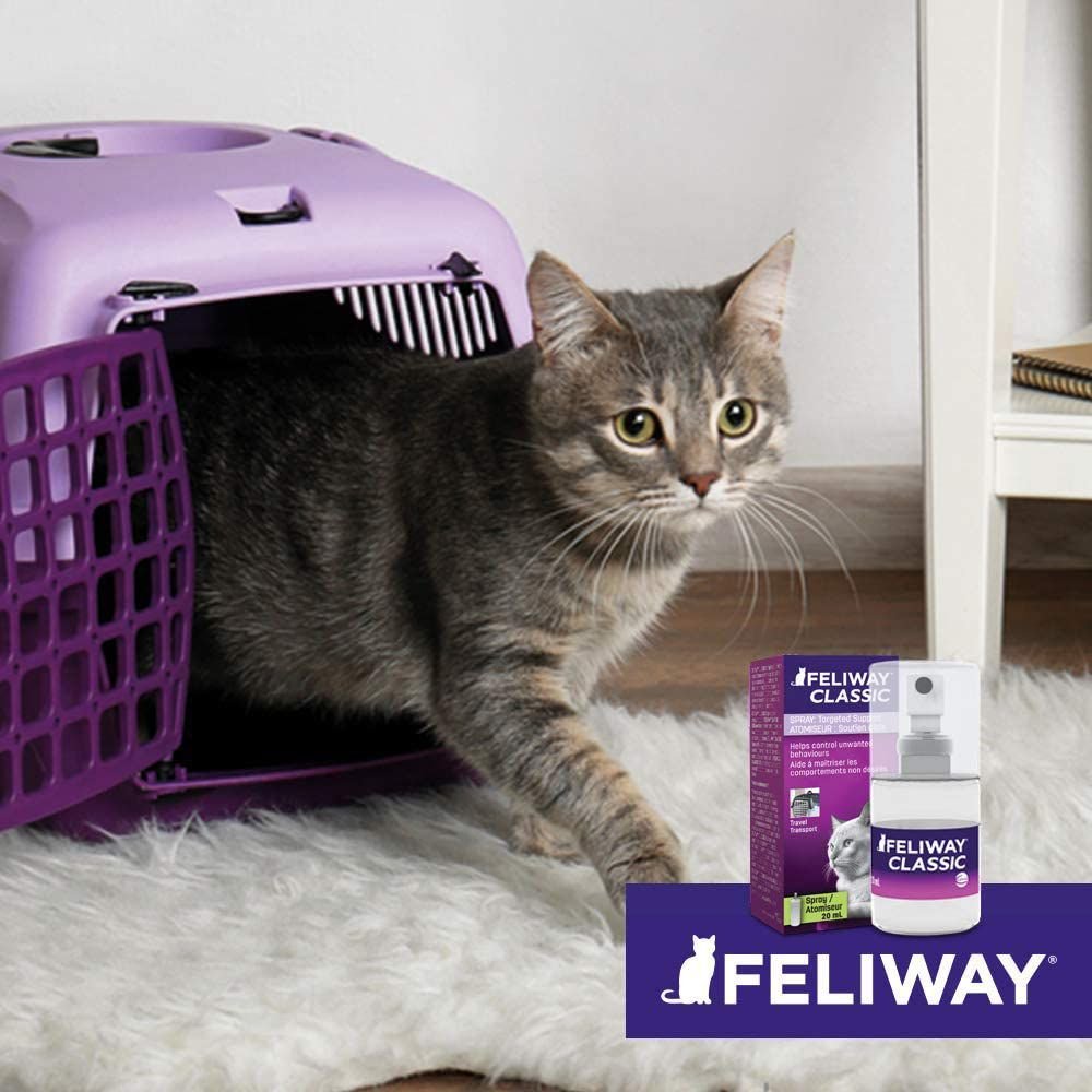 Feliway spray hot sale chewy