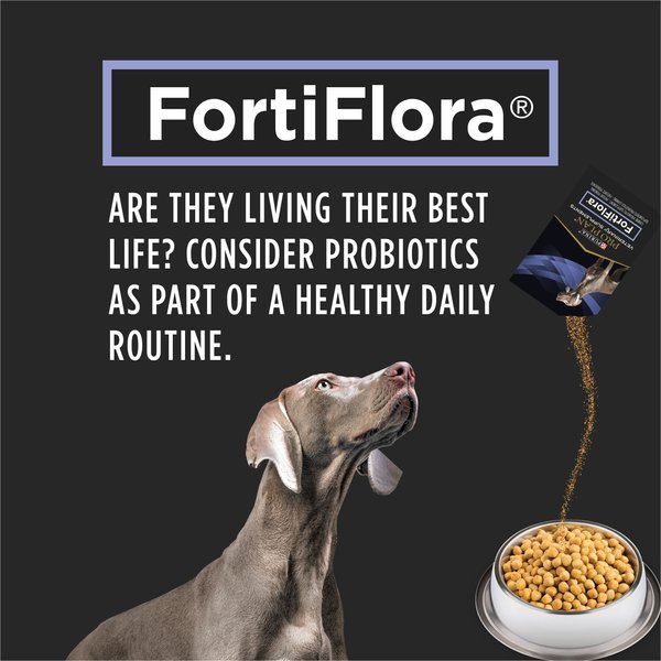 Purina Pro Plan Veterinary Supplements FortiFlora Powdered Probiotic Supplement for Dogs, 1-g sachet, case of 30