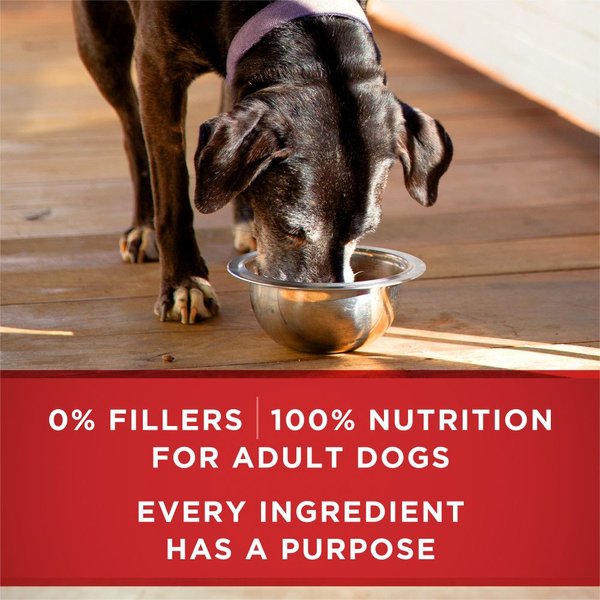 Show full view: Purina ONE Plus+ Healthy Aging 7+ Classic Ground Turkey & Barley Entree Wet Dog Food, 368-g can, case of 12 slide 6 of 12