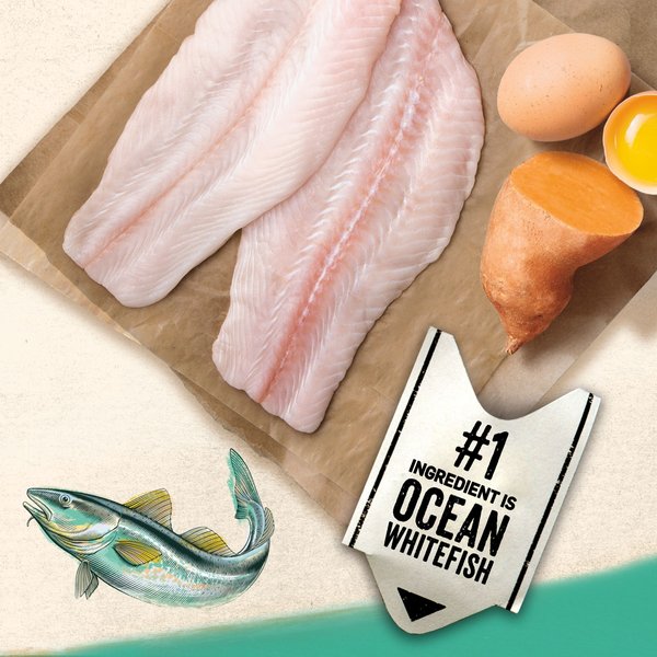 Show full view: Purina Beyond Grain-Free Wild-Caught Whitefish & Free Run Egg Recipe Dry Cat Food, 2.26-kg bag slide 3 of 18