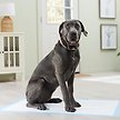 Show in main carousel: Frisco Giant Dog Training & Potty Pads, 27.5 x 44-in, Unscented, 50 count slide 7 of 10