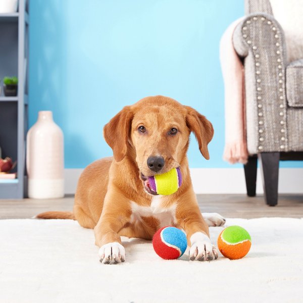 Frisco Fetch Squeaking Colorful Tennis Ball Dog Toy