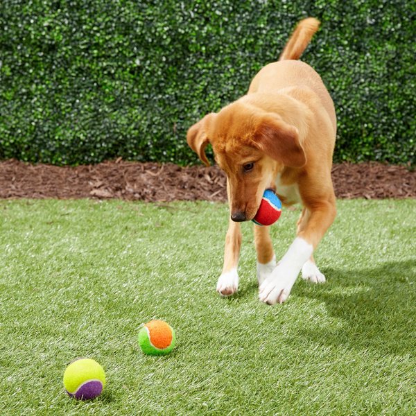 Show full view: Frisco Fetch Squeaking Colorful Tennis Ball Dog Toy, 3-Pack slide 4 of 5