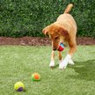Show in main carousel: Frisco Fetch Squeaking Colorful Tennis Ball Dog Toy, 3-Pack slide 4 of 5