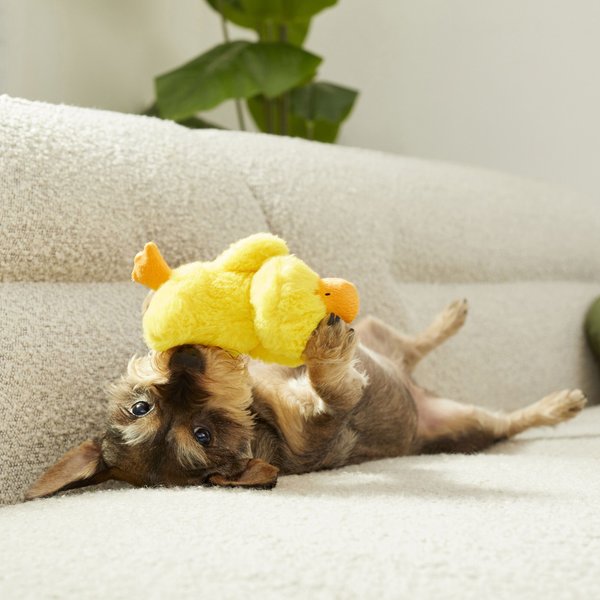 Show full view: Frisco Plush Squeaky Duck Dog Toy, Small slide 3 of 4