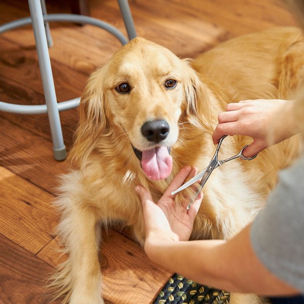 Show full view: Frisco Curved-Tip Dog & Cat Shears, 6.5-in slide 5 of 7