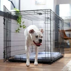 Frisco Fold & Carry Double Door Collapsible Wire Dog Crate & Mat Kit, XL: 48-in L x 30-in W 32-in H